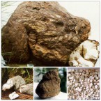 Thu mua Bạch Phục Linh số lượng lớn mỗi tháng