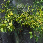 Thu mua Cây Tầm Gửi số lượng lớn mỗi tháng giá tốt hợp tác lâu dài