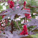 Thu mua cây Thầu Dầu số lượng lớn ổn định