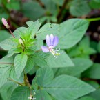 Thu mua cây Mần Ri số lượng lớn mỗi tháng