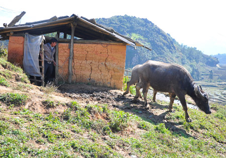 Anh Giàng A Cha ở xã Tả Phìn (Sapa) đuổi trâu từ trong chuồng trình tường đi ăn. 