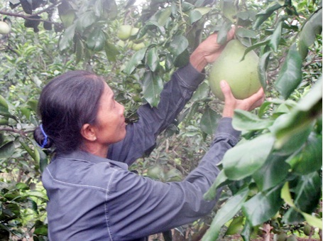 Một vườn bưởi ở ấp Bình Lục (xã Tân Bình, huyện Vĩnh Cửu).