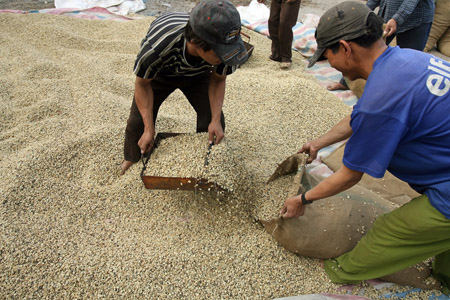 Năm 2013, khu vực nông lâm thủy sản đạt mức tăng trưởng 2,67%.  (ảnh minh họa: Phơi cà phê ở Đăk Lăk)
