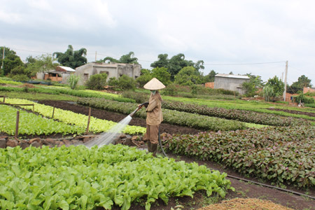 Rau được bón đầy đủ phân lân Văn Điển sẽ khỏe, màu sắc lá sáng bóng, bản lá dày. Rau được bón đầy đủ phân lân Văn Điển sẽ khỏe, màu sắc lá sáng bóng, bản lá dày.
